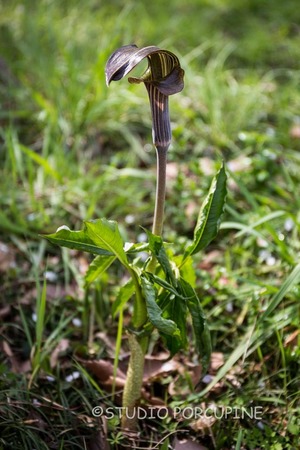 5D3_8198.jpg