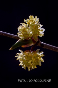 5D4_2120-2.jpg