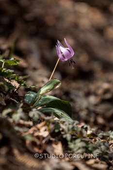 5D4_2232.jpg