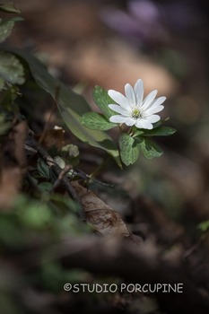 5D4_2300.jpg