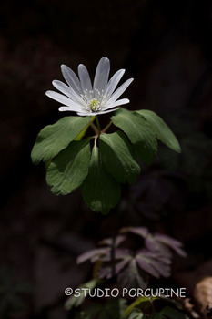 5D4_2349.jpg
