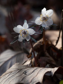 5D4_5268-2.jpg