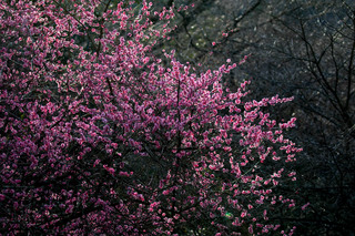 7D2_4775.jpg