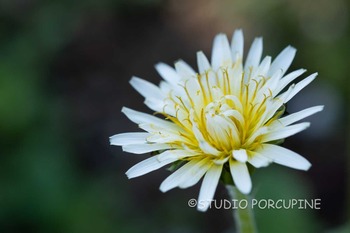 DSCF5111.jpg