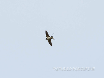 P4050415.jpg
